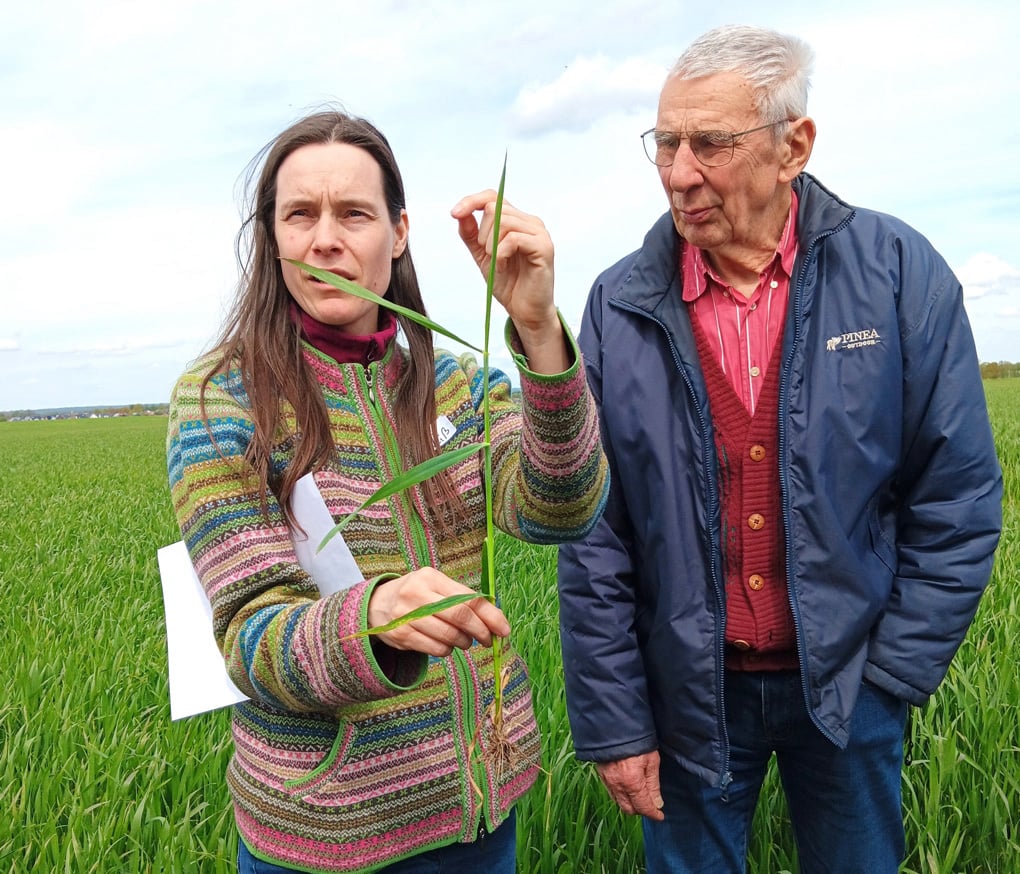 Ansprache von Getreidemerkmalen. Foto Heide Roeser.