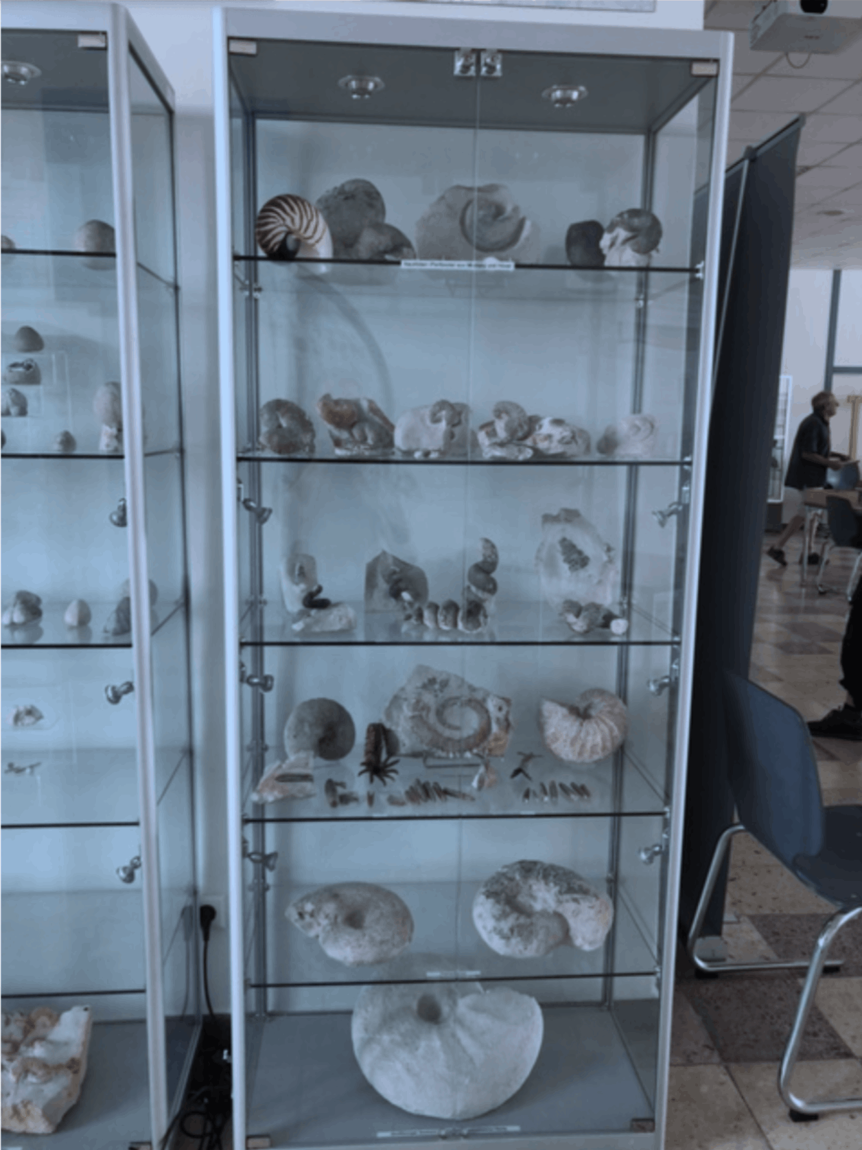 Vitrine in der ehem. Kantine mit Fossilien.