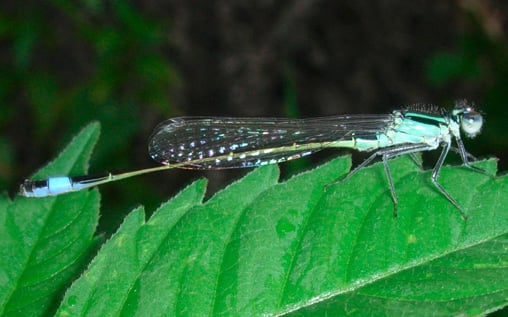Die Häufigkeit und Verbreitung von Libellenarten in Niedersachsen. Auswertung des Niedersächsischen Tierartenerfassungsprogramms 1976–1995.