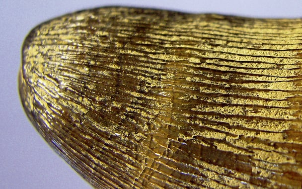 Meereskrokodilzähne aus dem Oberjura Hannovers. Bestandserfassung der „Sammlung Struckmann“ und ihre paläontologische Wertung.