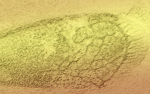 Insekten aus dem Ober-Jura in Norddeutschland