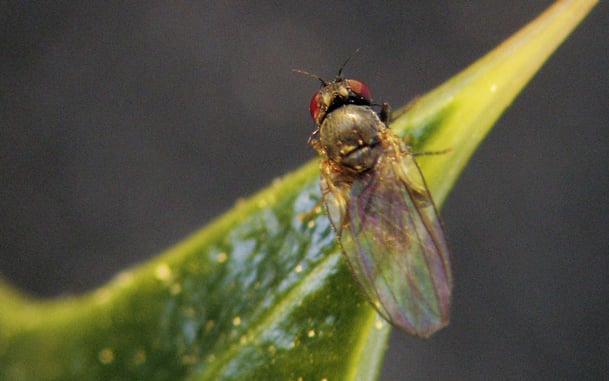 Die Ilex-Minierfliege im Stadtgebiet von Hannover. Beobachtungen zur Parasitierung und Mortalität der Ilex-Minierfliege Phytomyza ilicis Curtis 1846 (Diptera, Agromycidae).