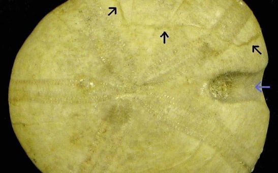 Vom Jurameer bis zur heutigen Nordsee. Vergleich des fossilen irregulären Seeigels Nucleolites mit dem rezenten Herzseeigel Echinocardium cordatum.