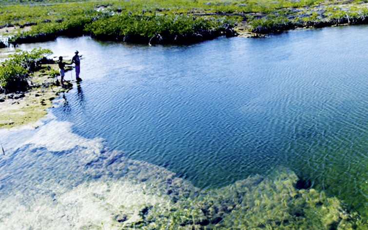 Die rätselhaften Grottenkrebse der Blue Holes. Sind Remipedia primitive Crustaceen oder schwimmende Insekten?
