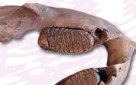 Ontogenetische Stadienbestimmung bei Mammut-Unterkiefern aus der historischen Sammlung des Niedersächsischen Landesmuseums Hannover