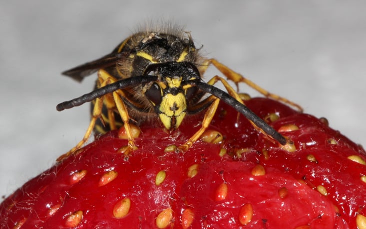Die sozialen Faltenwespen in Bielefeld