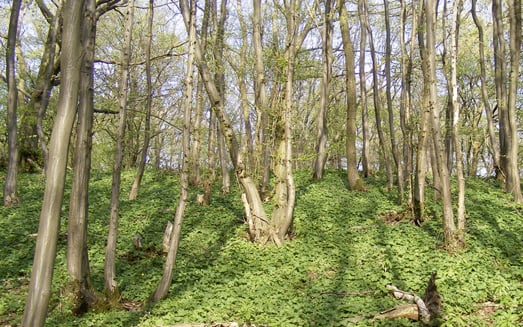 Vergleichende Vegetationsuntersuchungen in einem Buchenwald und einem Hainbuchen-Niederwald bei Wittenburg, Stadt Elze (Landkreis Hildesheim)