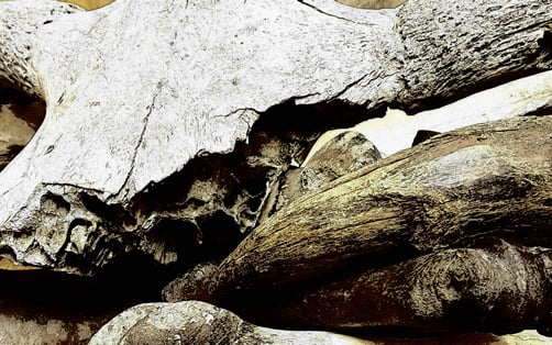 Marvin Applegate: Osteologische Auswertung von Langknochen der Ungulata aus dem Leinetal südlich von Hannover