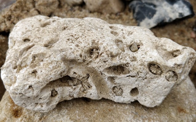 Michael Fuchs: Danium-Geschiebe aus den Brelinger Bergen