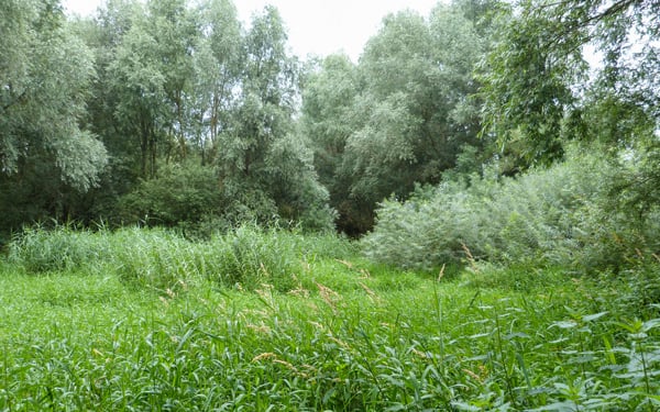 Tim Lukas Pikos: Ökologische Differenzierung limnischer und fluviatiler Lebensräume an der Leine bei Garbsen in der Region Hannover