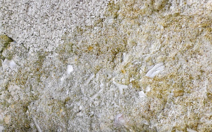 Die 85 Millionen Jahre alten Fassadensteine der Maragrethenkirche in Gehrden – ein Blick in eine Treibhauswelt