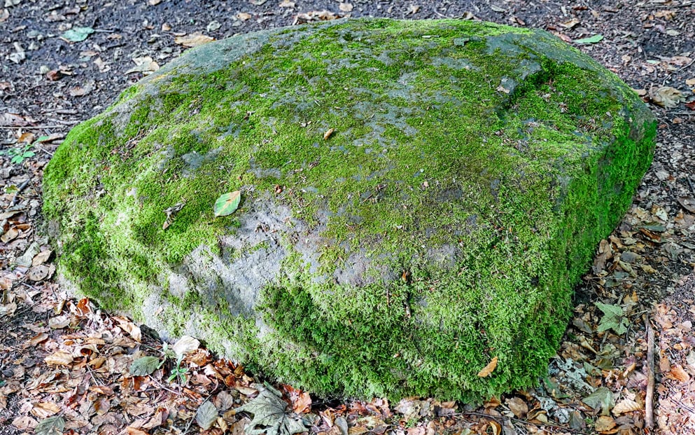 Der Granit-Findling westlich Heiligers Brunnen und Kopperloch in der südlichen Eilenriede (Hannover-Kleefeld)