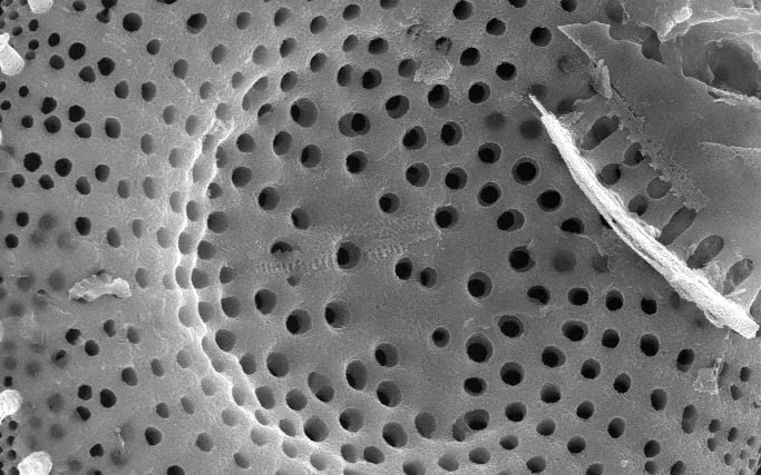 Pollenanalytische Untersuchung eines letztinterglazialen Kieselgur-Vorkommens bei Hützel (oberes Luhetal, Niedersachsen)